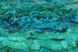 Brilliant Teal Botryoidal Chrysocolla and Malachite - Chile #299555-1